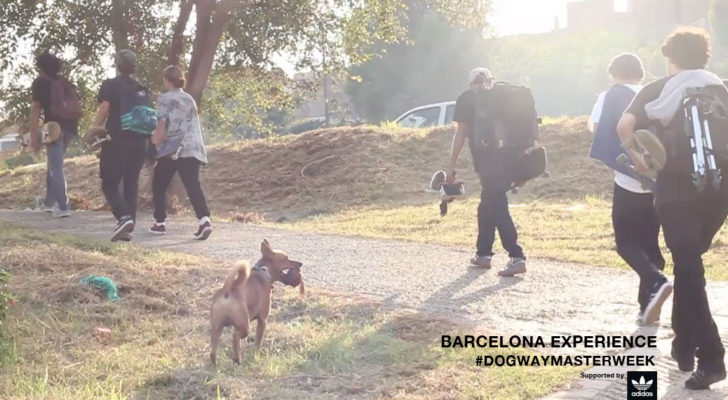 Dogway Masterweek 2017. Barcelona Experience Clip